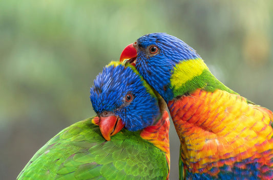 The Fascinating World of Birds: Fun Facts You Didn’t Know